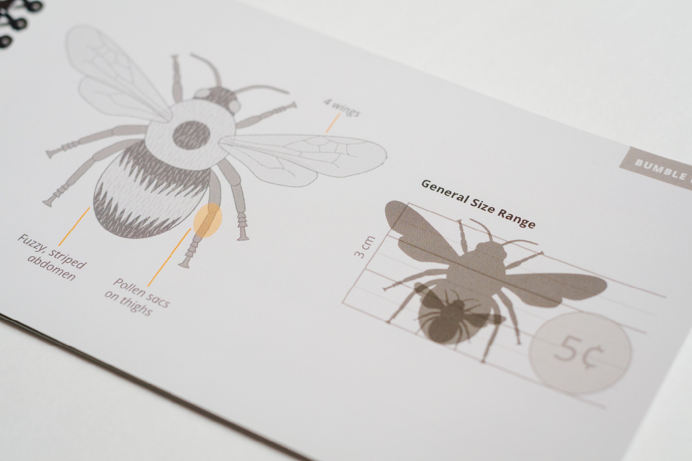 Pollinators of British Columbia: A Visual Guide - Geo Design Co
