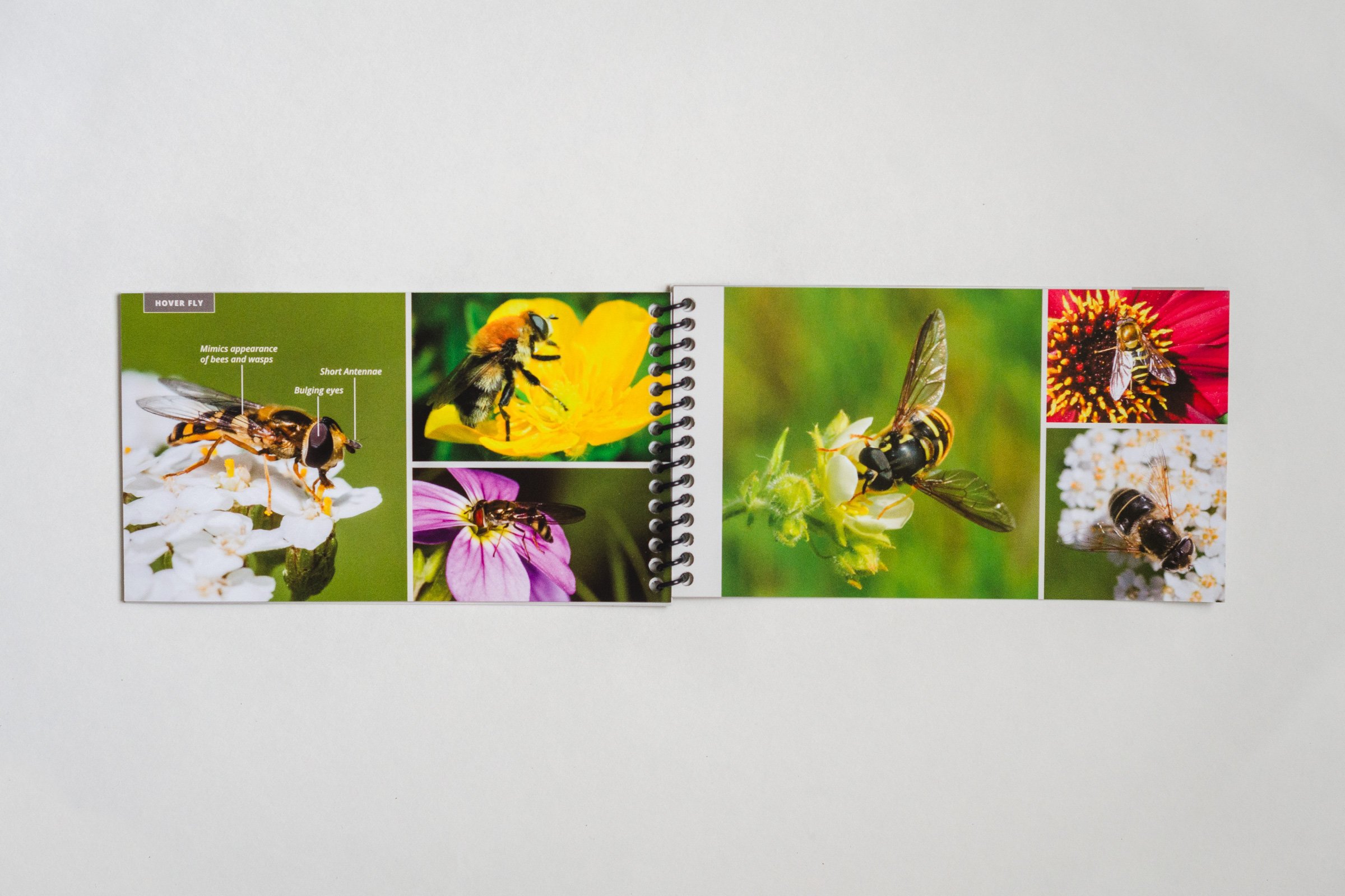 Pollinators of British Columbia: A Visual Guide - Geo Design Co
