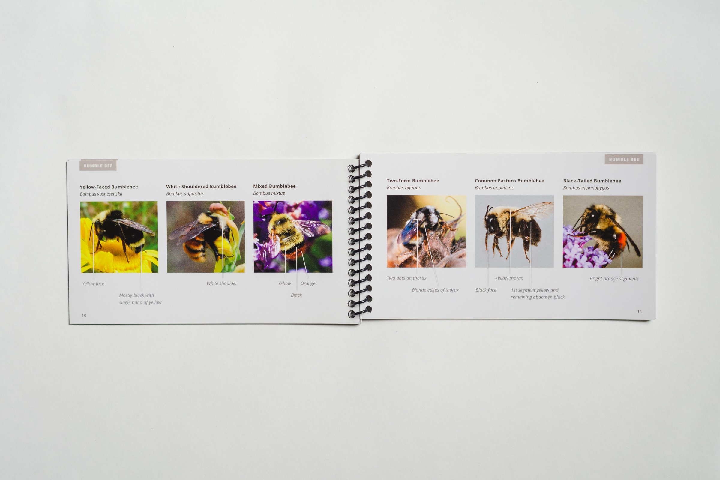 Pollinators of British Columbia: A Visual Guide - Geo Design Co